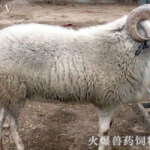 小尾寒羊价格,价格波动与养殖效益分析”