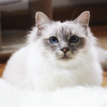 伯曼猫,伯曼猫的起源、特征与魅力