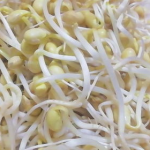 发黄豆芽最简单的方法,黄豆芽简易培育法，轻松享受健康美味