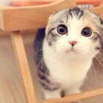 娱乐吃瓜君折耳猫视频,萌态百出,笑料连连
