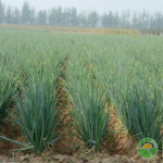 大葱种植技术,大葱种植技术要点解析与实操指南